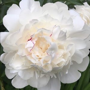 Meet your Posher, Misty